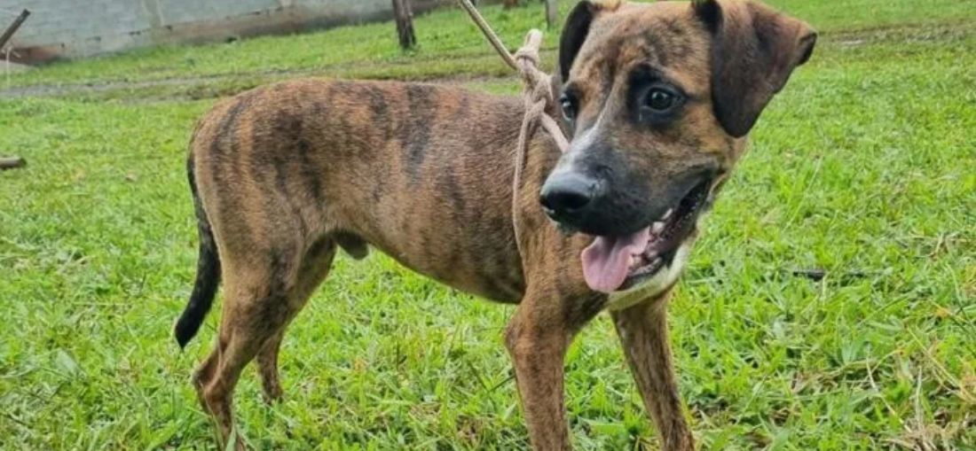 STF consolida entendimento sobre dever de municípios em proteger animais abandonados após ação do MP de Catanduva
