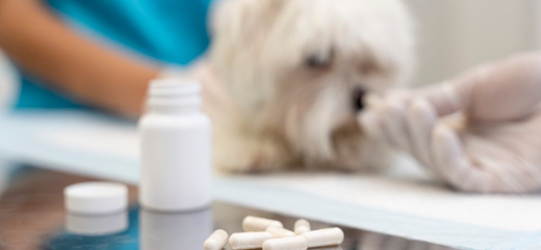 Novas descobertas da ciência da nutrição  para o envelhecimento saudável dos pets