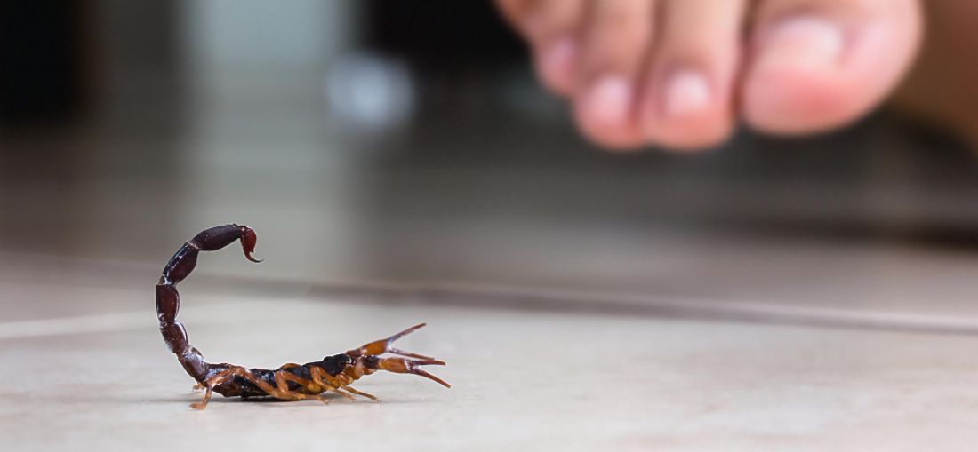 Catanduva registra 233 acidentes com escorpiões em 2025 e acende alerta para prevenção dentro das casas