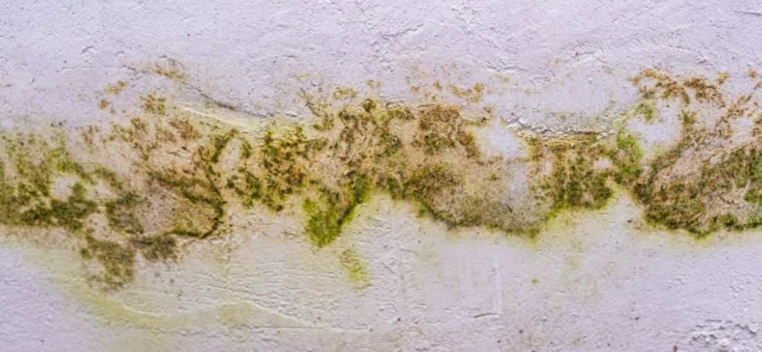 Mofo e umidade: como prevenir problemas comuns no outono dentro de casa